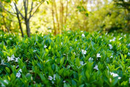 evertis fleurs jardin 